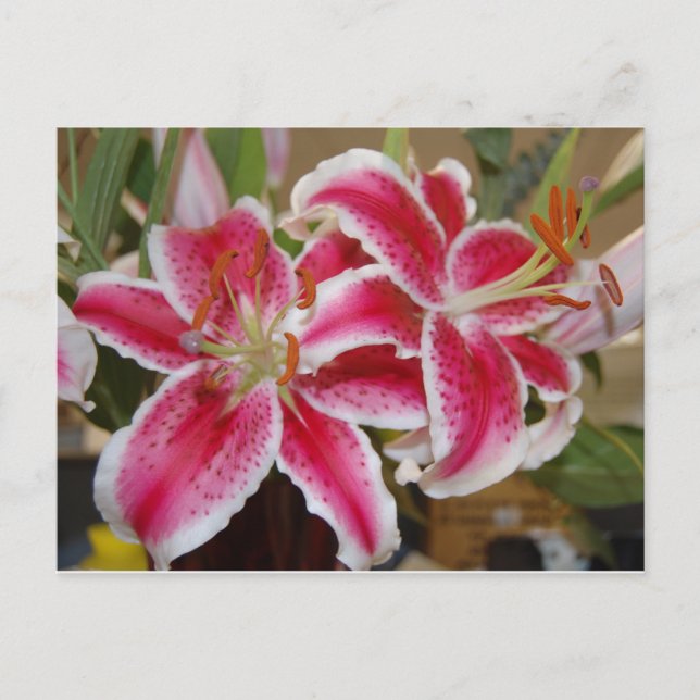 Star Gazer Lily postcard (Front)