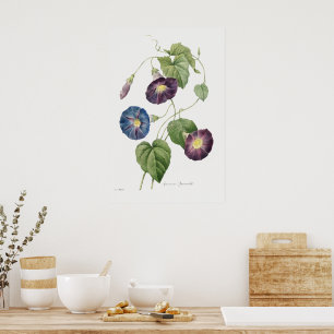 Star-glory Morning–glory (1827) by Redouté. Poster