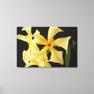 Star Jasmine Flower 36x24 (90x60cm) waccn Canvas Print