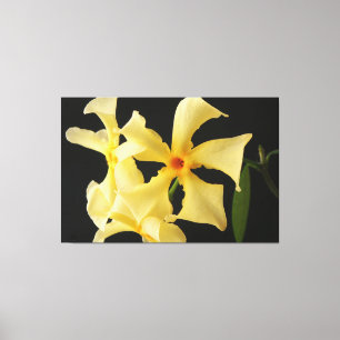 Star Jasmine Flower 60x40 (150x100cm) waccna Canvas Print
