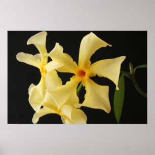 Star Jasmine Flower wapcnm Poster