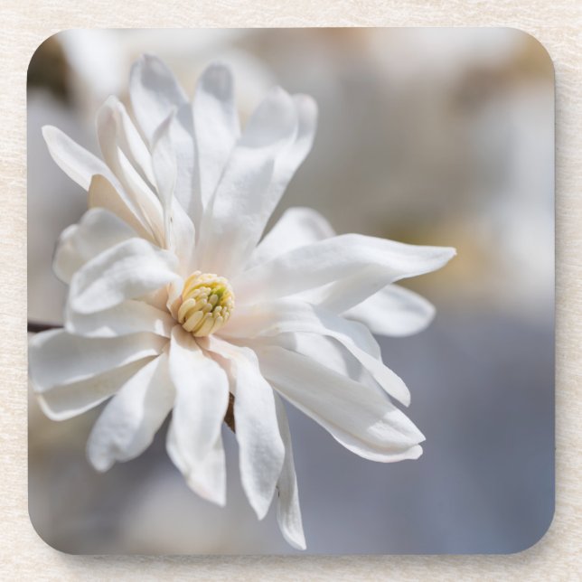 Star Magnolia Bloom Coaster (Front)