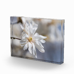Star Magnolia Bloom Photo Block