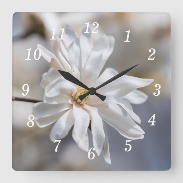 Star Magnolia Bloom Wall Clock (Front)