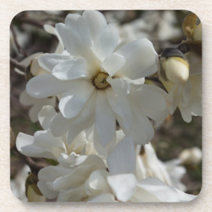 Star Magnolia Blooms Coaster