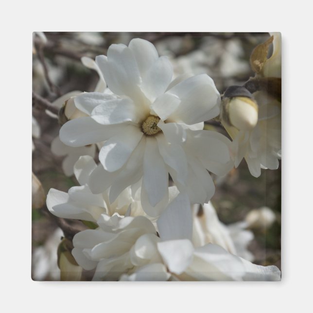 Star Magnolia Blooms Magnet (Front)