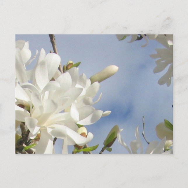Star Magnolia Postcard (Front)