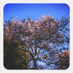 Star Magnolia Stickers
