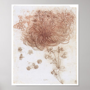 Star of Bethlehem and Other Plants, Da Vinci Poster