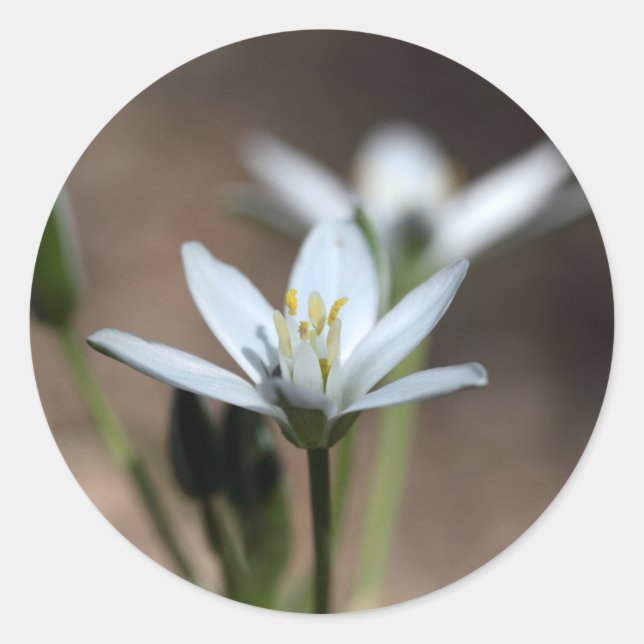 Star-of-Bethlehem (Ornithogalum umbellatum) flower Classic Round Sticker (Front)