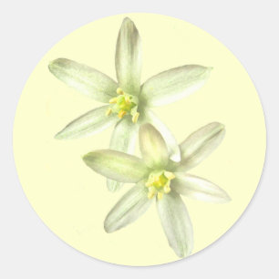 Star of Bethlehem Stickers
