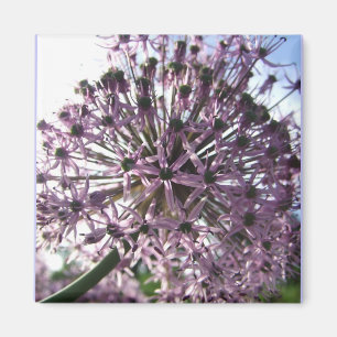 "Star of Persia II" Magnet