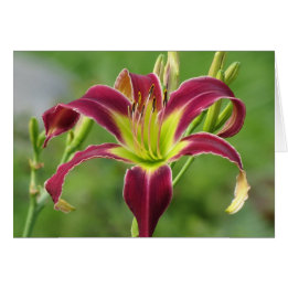 Star of the Day - Daylily