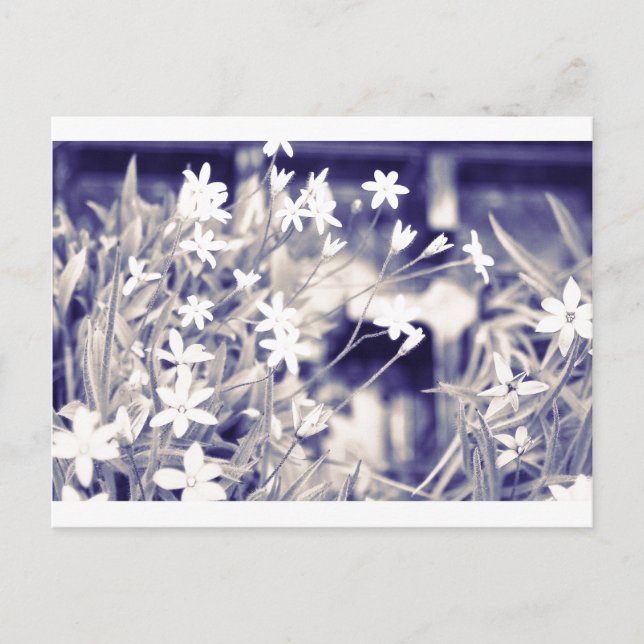 Star-shaped Flowers Sparkle, Postcard (Front)