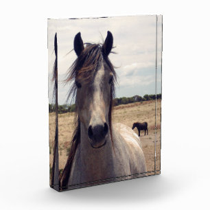 Star The Arab Pony, Photo Block