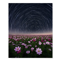 Star Trails Cosmos Flower Field Night Sky Poster