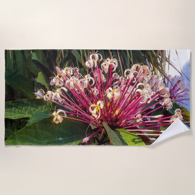 Starburst Clerodendrum Fleurs Plage Serviette (Devant)
