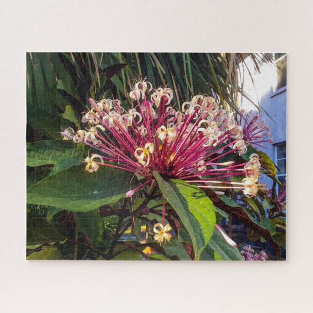 Starburst Clerodendrum Flowers Puzzle (Horizontal)