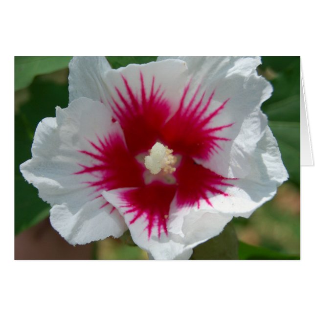 Starburst Flower Card (Front Horizontal)