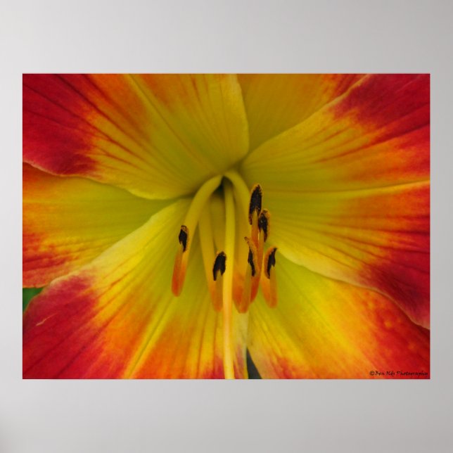 Starburst Lily Poster (Front)