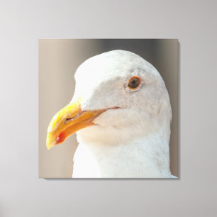 Stare canvas print