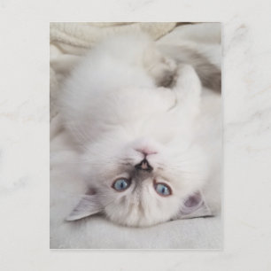 Stare Down Postcard