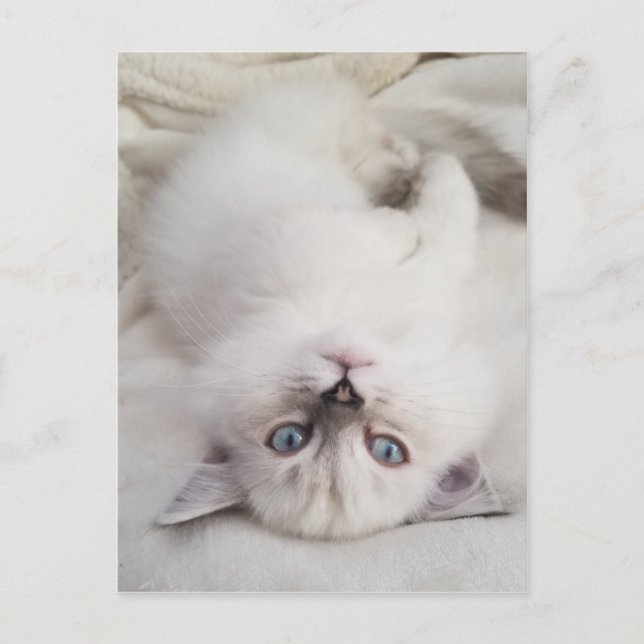 Stare Down Postcard (Front)