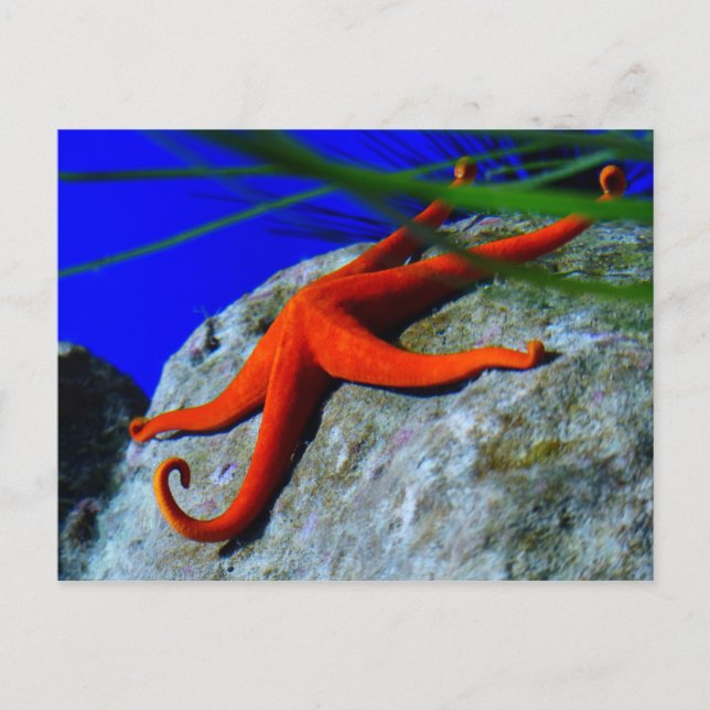 starfish-452926 BRIGHT RED STARFISH PHOTOGRAPHY Postcard (Front)