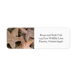 Starfish all around
