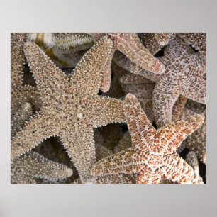 starfish all around poster