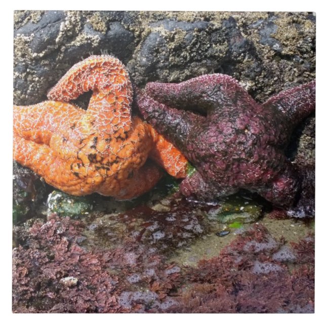 Starfish at Bob Creek, OR Tile (Front)