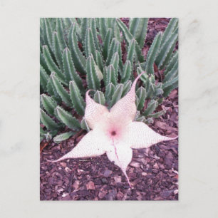 Starfish Cactus Photo Postcard