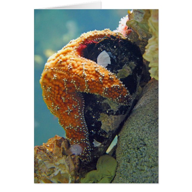 Starfish - Carte (Devant)