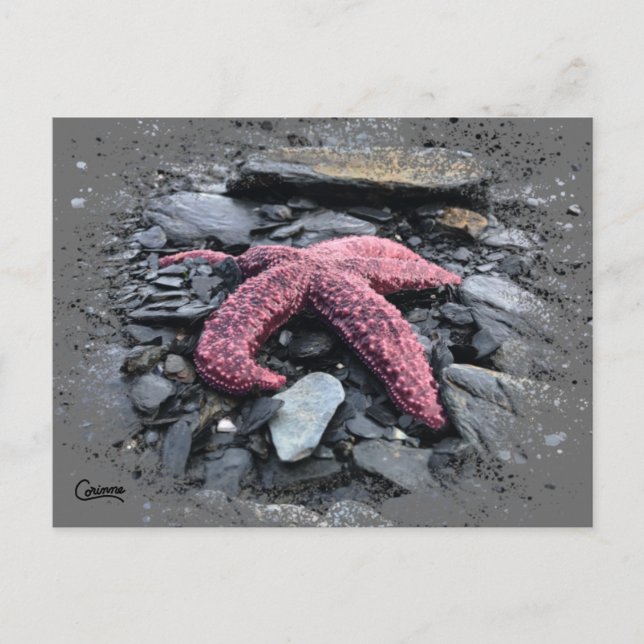 Starfish - Carte postale (Devant)