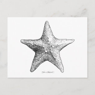 Starfish Drawing Black & White Sea Star Art Postcard