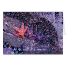 Starfish in Multiple Colours at Ruby Beach, WA