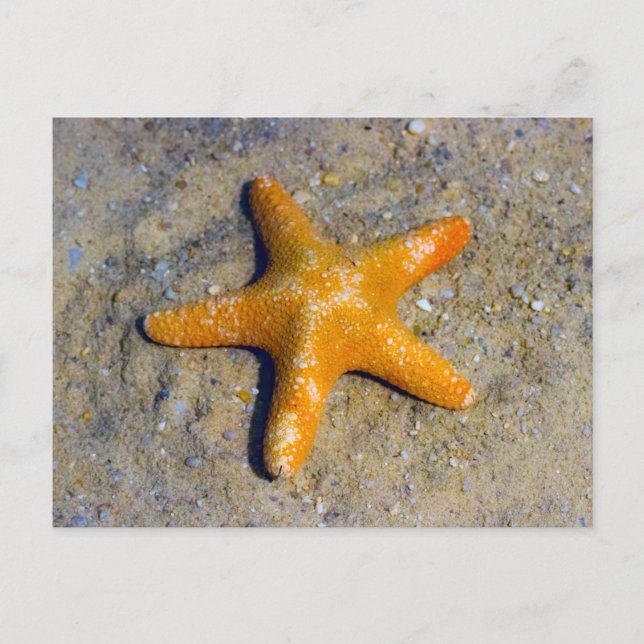 Starfish in the Sand Postcard (Front)