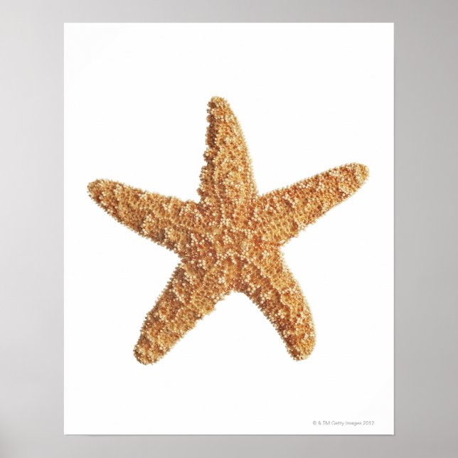 Starfish isolated on white poster (Front)