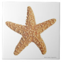 Starfish isolated on white