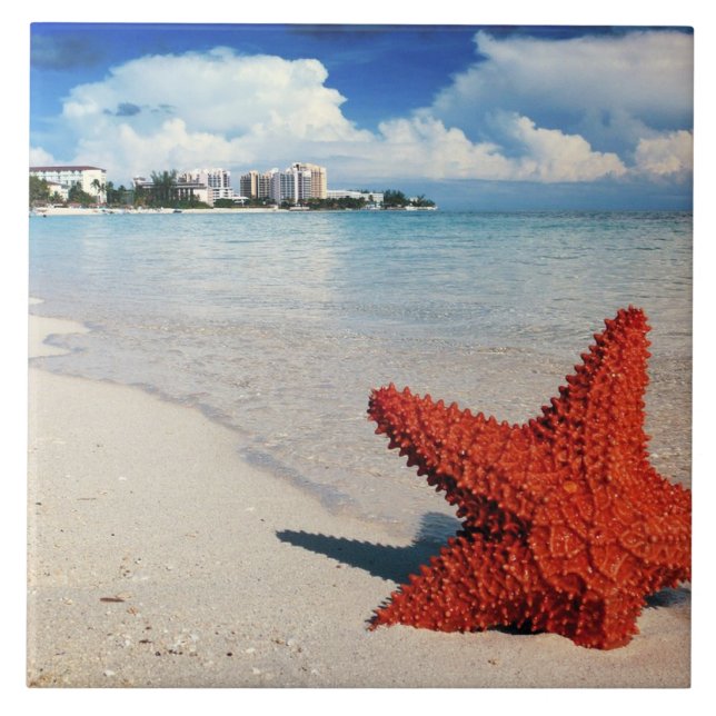 Starfish, Nassau, Bahamas Tile (Front)