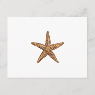 Starfish - Northern Sea Star Postcard