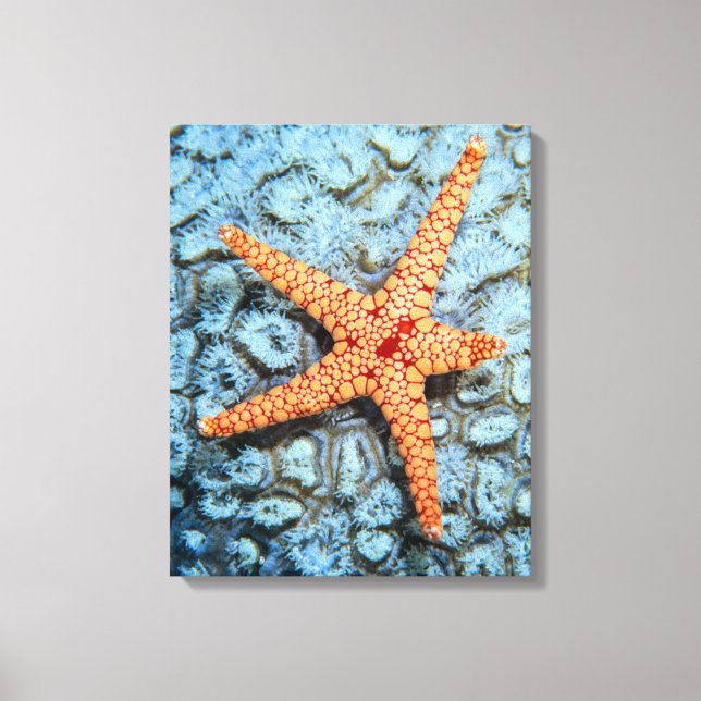 Starfish On A Coral With Polips Canvas Print (Front)