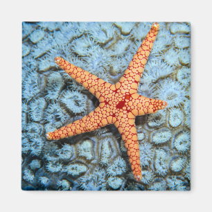 Starfish On A Coral With Polips Magnet