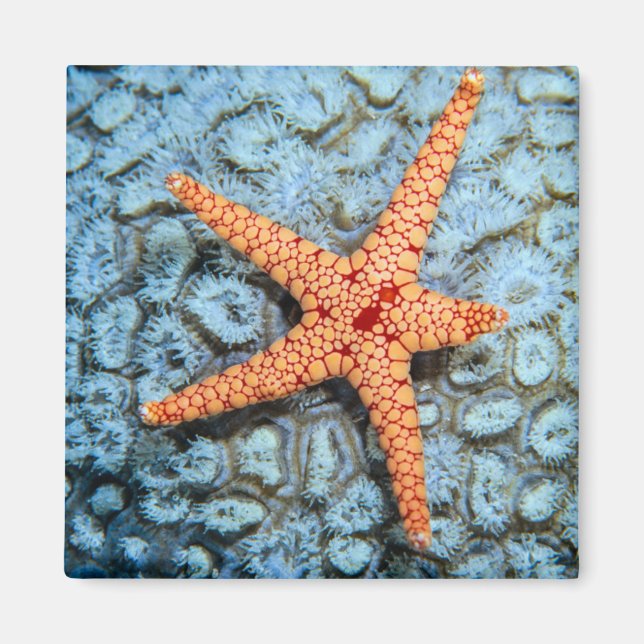 Starfish On A Coral With Polips Magnet (Front)