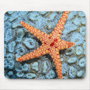 Starfish On A Coral With Polips Mouse Pad