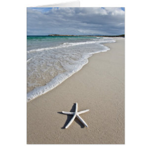 Starfish On A Remote Beach