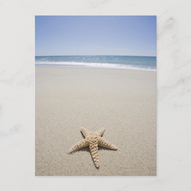 Starfish on beach by Atlantic Ocean Postcard (Front)