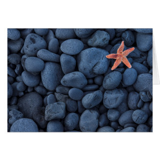 Starfish On Black Rocks Along Iceland