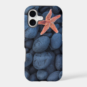 Starfish On Black Rocks Along The Coast Iceland