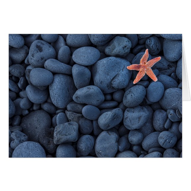 Starfish On Black Rocks Along The Coast | Iceland (Front Horizontal)